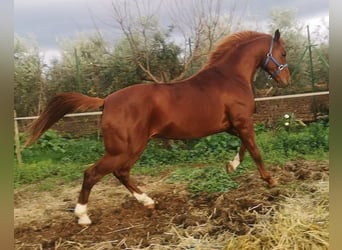 Anglo-Arab, Stallion, 7 years, 15,2 hh, Chestnut-Red