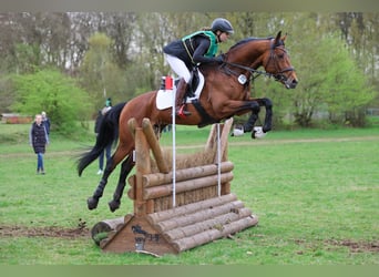 Anglo-Arab, Stallion, 7 years, 16,1 hh, Brown