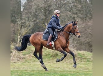 Anglo-Arab, Stallion, 6 years, 16.1 hh, Brown