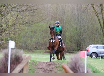 Anglo-Arab, Stallion, 7 years, 16,1 hh, Brown