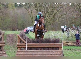 Anglo-Arab, Stallion, 7 years, 16,1 hh, Brown