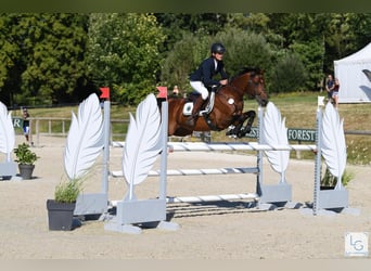 Anglo-Arab, Stallion, 19 years, 15,2 hh, Brown