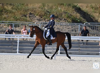 Anglo-Arab, Stallion, 19 years, 15,2 hh, Brown