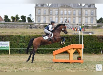 Anglo-Arab, Stallion, 19 years, 15,2 hh, Brown