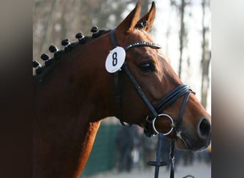 Anglo-Arab, Stallion, 19 years, 15,2 hh, Brown