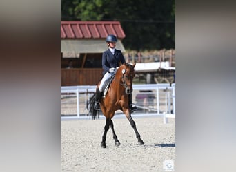 Anglo-Arab, Stallion, 19 years, 15,2 hh, Brown