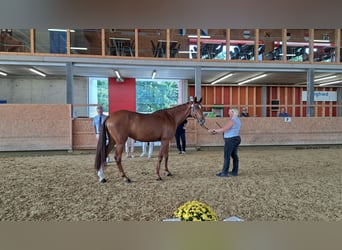 Anglo-Arabo, Hengst, 10 Jahre, 16 hh, Fuchs