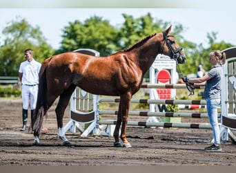 Anglo-Arab, Stallion, 16 years, 15,3 hh, Chestnut-Red