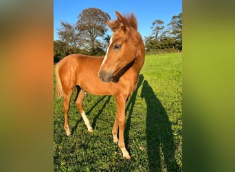 Anglo-Arab, Stallion, Foal (05/2023), Chestnut-Red