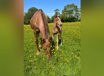Anglo-Arab, Stallion, Foal (05/2023), Chestnut-Red
