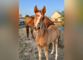 Anglo-Arab, Stallion, Foal (05/2023), Chestnut-Red