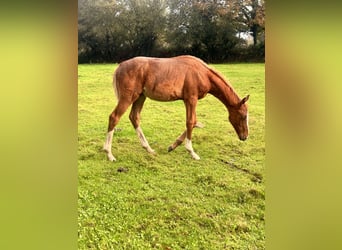 Anglo-Arab, Stallion, Foal (06/2023), Chestnut-Red