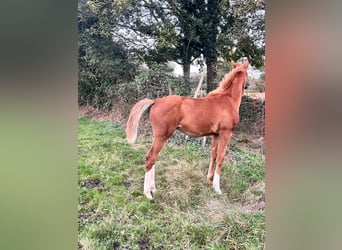 Anglo-Arab, Stallion, Foal (06/2023), Chestnut-Red