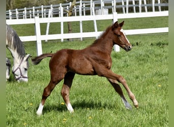 Anglo-Arab, Stallion, Foal (04/2023), Gray