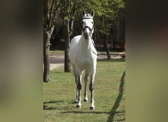 Anglo-Arab, Stallion, 28 years, 16 hh, Gray