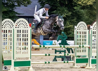 Anglo-Arab, Stallion, 8 years, 16,1 hh, Grey