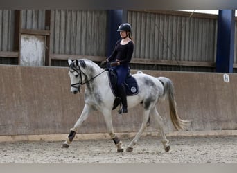 Anglo-Arab, Stallion, 6 years, 16 hh, Pinto