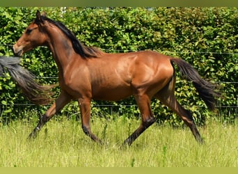 Anglo-arab, Sto, 1 år, 165 cm, Mörkbrun