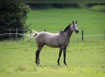 Anglo-Arabo, Stute, 7 Jahre, 148 cm, Schimmel