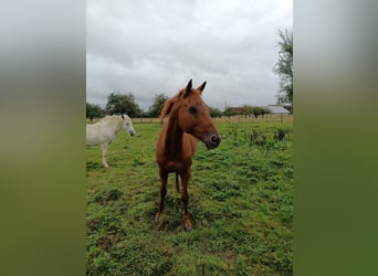 Anglo-arab, Valack, 12 år, 152 cm, fux