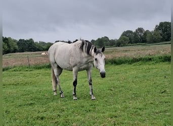 Anglo-arab, Valack, 14 år, 160 cm, Grå