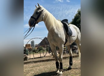 Anglo-arab Blandning, Valack, 15 år, 161 cm, Grå