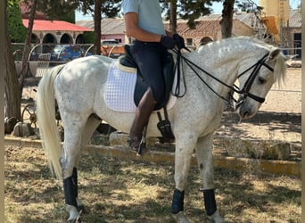 Anglo-arab Blandning, Valack, 15 år, 161 cm, Grå