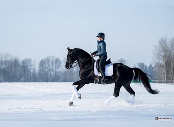 Anglo-arab, Valack, 2 år, 170 cm, Mörkbrun