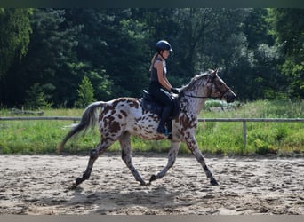 Anglo-arab Blandning, Valack, 3 år, 165 cm, Leopard-Piebald