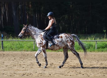 Anglo-arab Blandning, Valack, 3 år, 165 cm, Leopard-Piebald