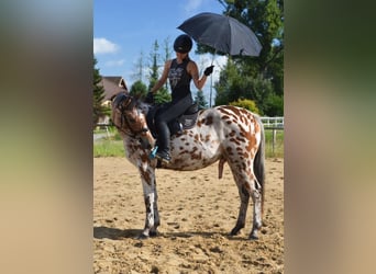 Anglo-arab Blandning, Valack, 3 år, 165 cm, Leopard-Piebald