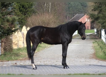 Anglo-arab, Valack, 3 år, 170 cm, Rökfärgad svart