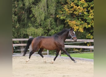 Anglo-arab, Valack, 7 år, 161 cm, Mörkbrun