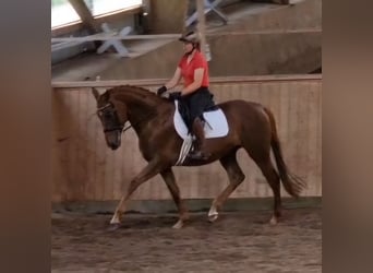 Anglo-arab, Valack, 9 år, 168 cm, Fux