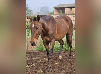 Anglo árabe Mestizo, Caballo castrado, 10 años, 160 cm, Castaño