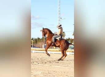 Anglo árabe, Caballo castrado, 10 años, 164 cm, Castaño