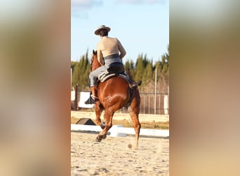 Anglo árabe, Caballo castrado, 10 años, 164 cm, Castaño