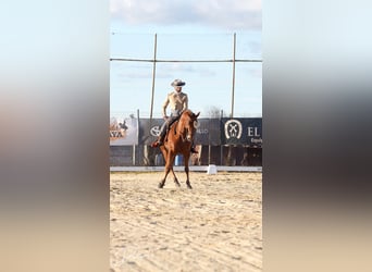 Anglo árabe, Caballo castrado, 10 años, 164 cm, Castaño