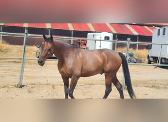 Anglo árabe, Caballo castrado, 10 años, 165 cm, Castaño oscuro