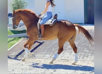 Anglo árabe, Caballo castrado, 10 años, 168 cm, Alazán