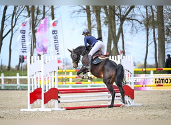 Anglo árabe, Caballo castrado, 10 años, 172 cm, Castaño oscuro