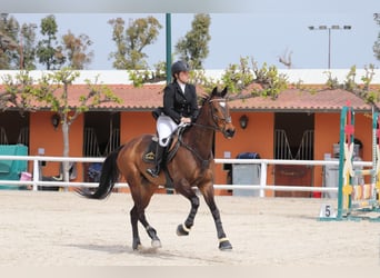 Anglo árabe, Caballo castrado, 10 años, Castaño oscuro