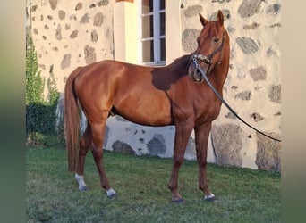 Anglo árabe, Caballo castrado, 11 años, 154 cm, Alazán