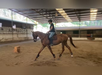Anglo árabe, Caballo castrado, 11 años, 170 cm, Alazán