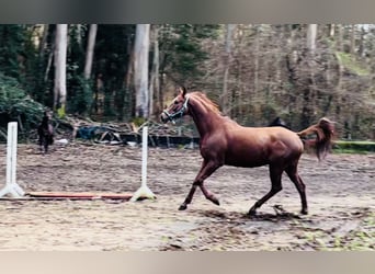 Anglo árabe, Caballo castrado, 11 años, 170 cm, Alazán
