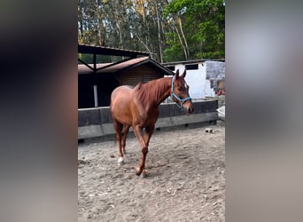 Anglo árabe, Caballo castrado, 11 años, 170 cm, Alazán