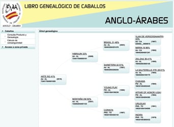 Anglo árabe, Caballo castrado, 11 años, 170 cm, Alazán