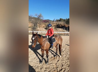 Anglo árabe, Caballo castrado, 11 años, Castaño oscuro