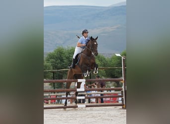 Anglo árabe, Caballo castrado, 11 años, Castaño oscuro