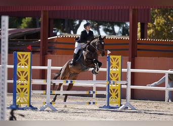 Anglo árabe, Caballo castrado, 11 años, Castaño oscuro